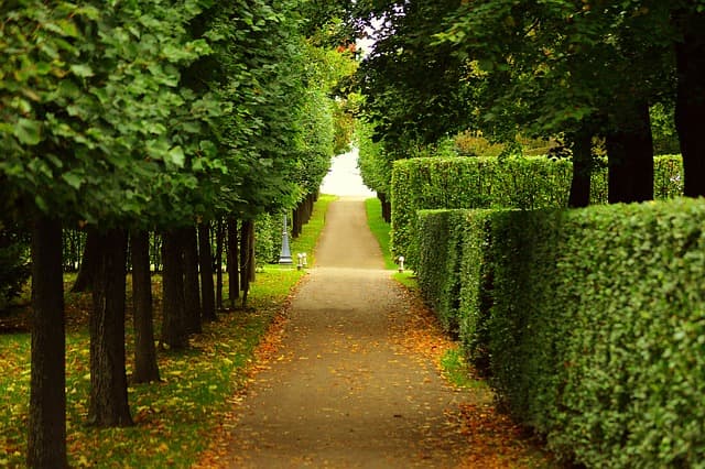 A gravel path between clipped hedges and autumn trees