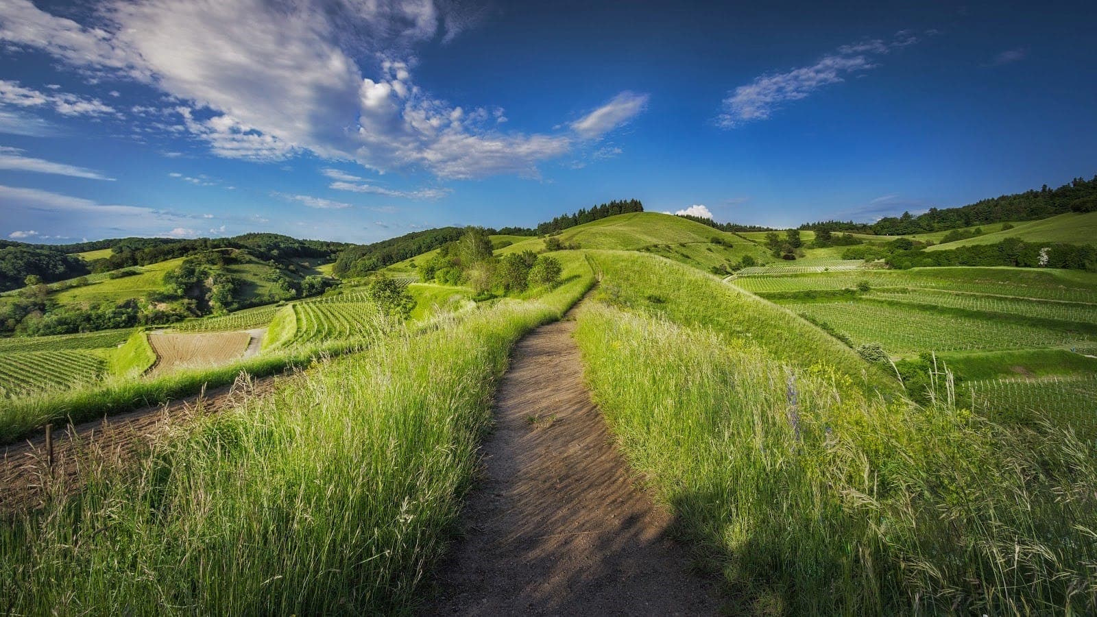 A footpath winding through green terraced hills
