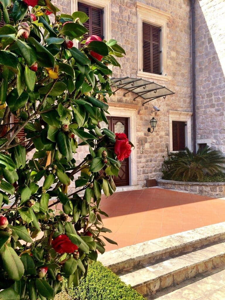 A camellia in flower beside the stone entrance of an old house